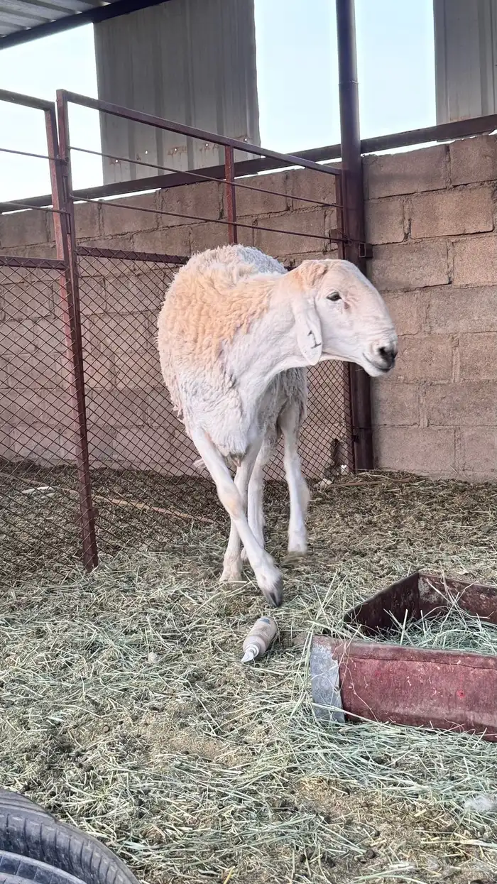 للبيع طلي فحل صنف رباع على جميع الشروط 2