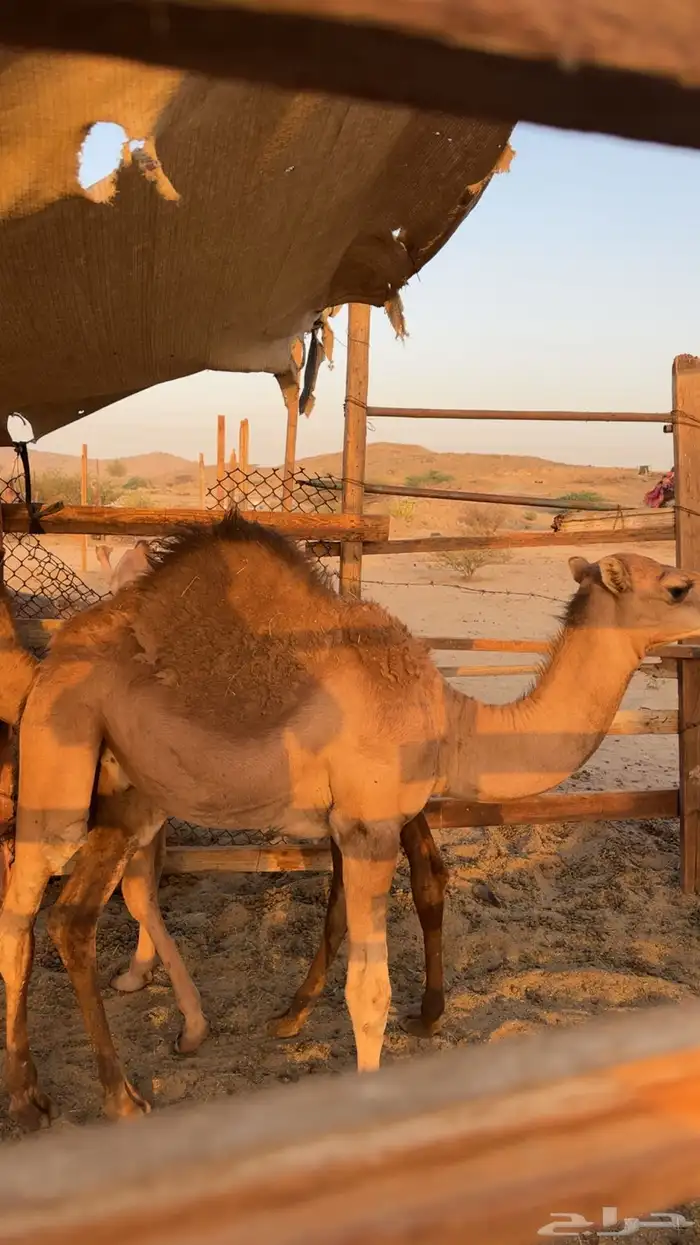 قعدان بلدي بريه كفو مشروطه 6