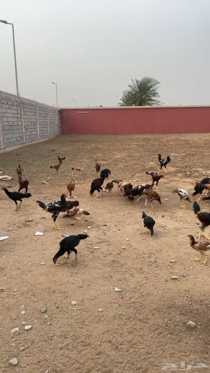 دجاج بكستاني 4