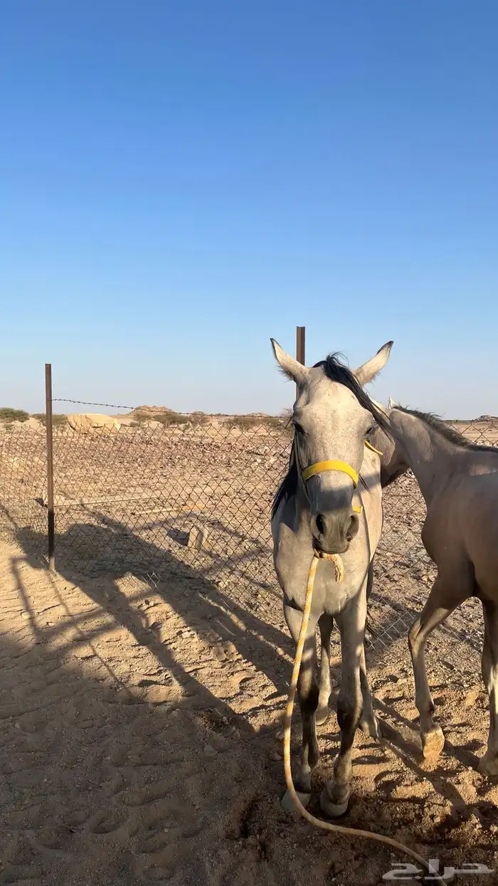 مهر واهو باوراقه 2