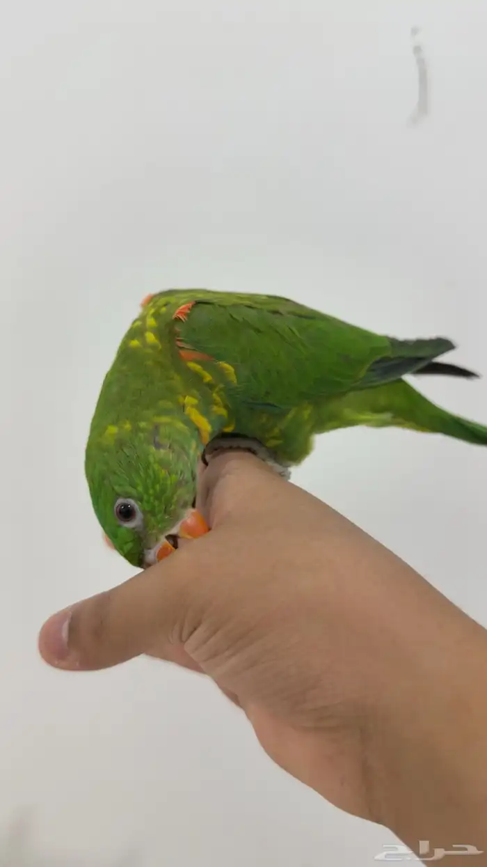 لوري سكالي ( تم البيع الله يبارك لي راعيه ) 1