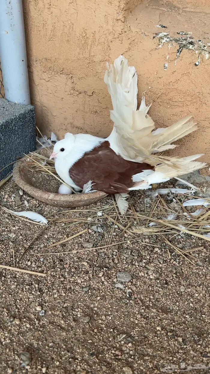 زوجين رقاص امريكي تم البيع 0