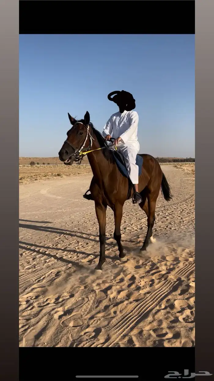 حصان ركوب معسوف وهادي 0