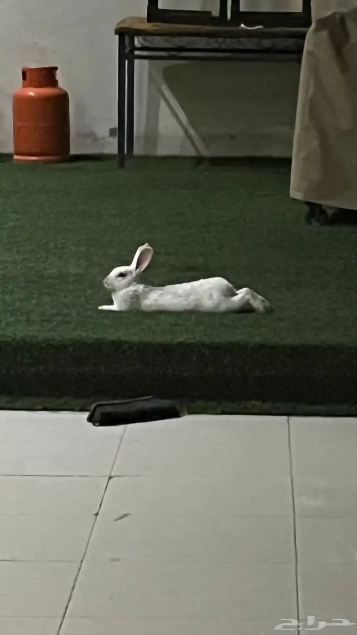 أرنب 0