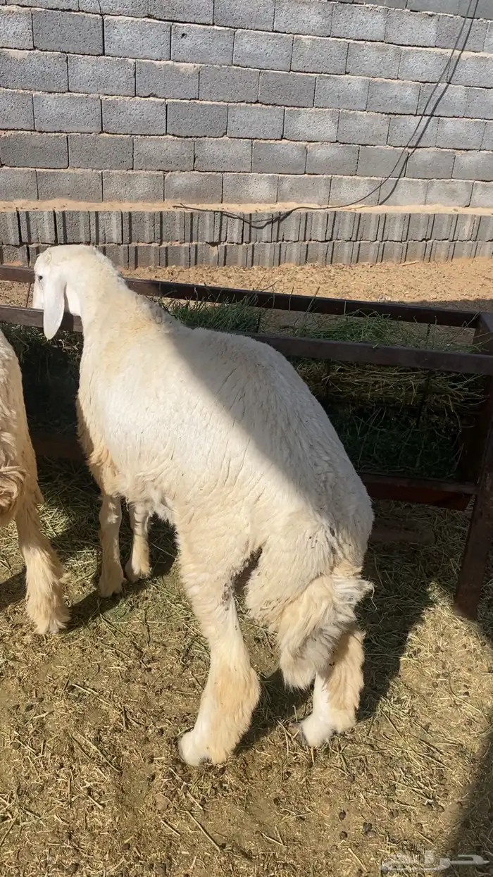ذبايح طليان حري جبر 1