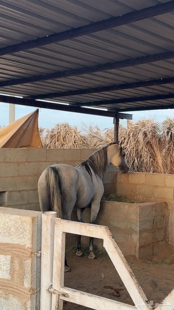 حصان واهو مكس جمال ركوب 3