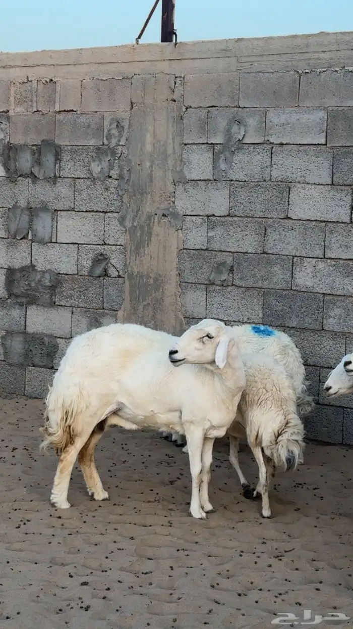 شاه مقنى 4