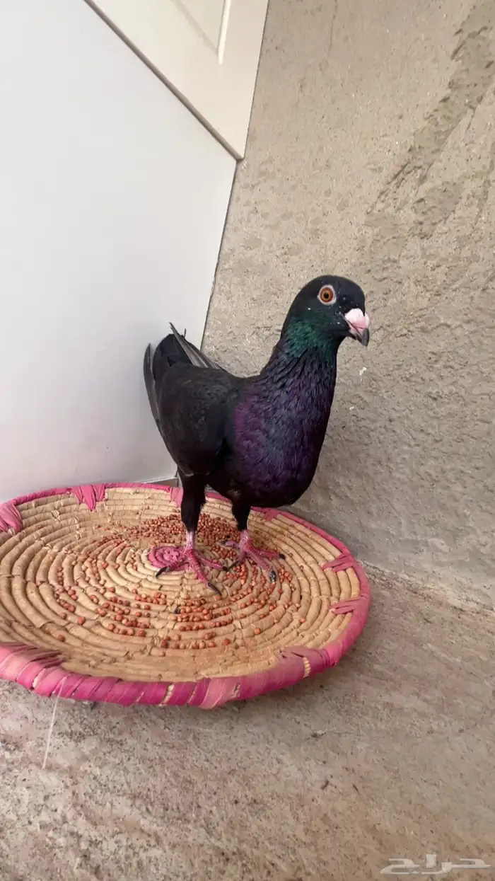 ذكر شامي 1