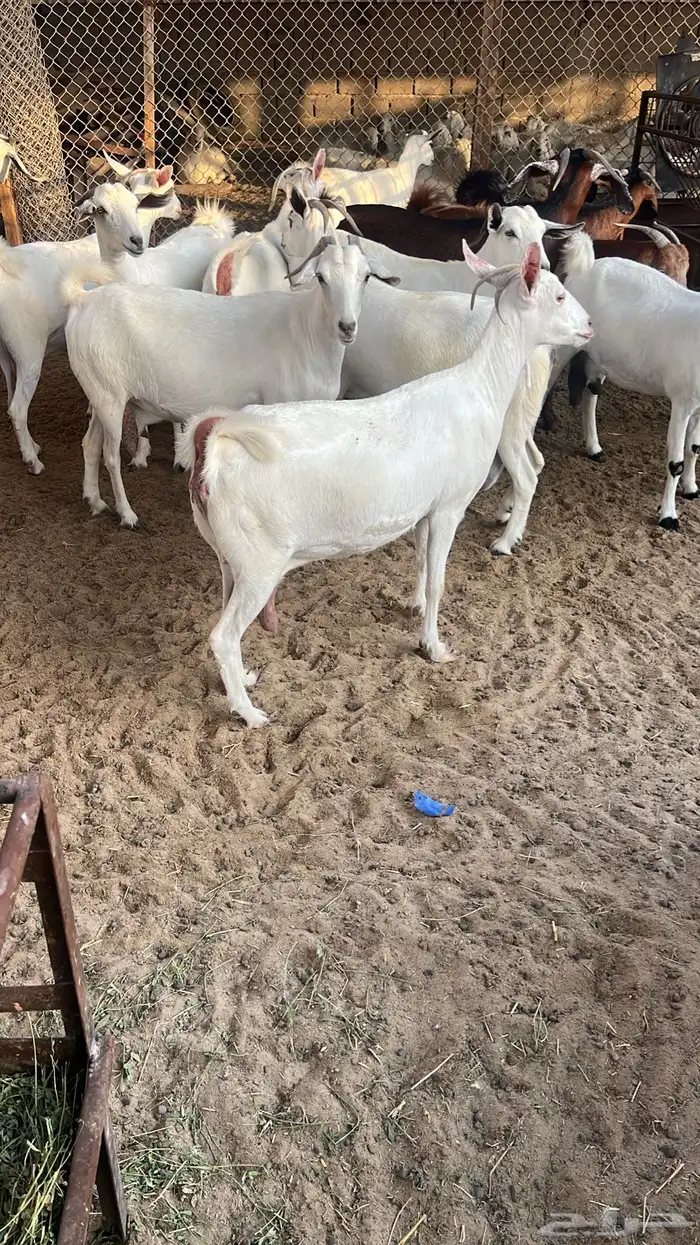 معزا بيشيه طيبه 0