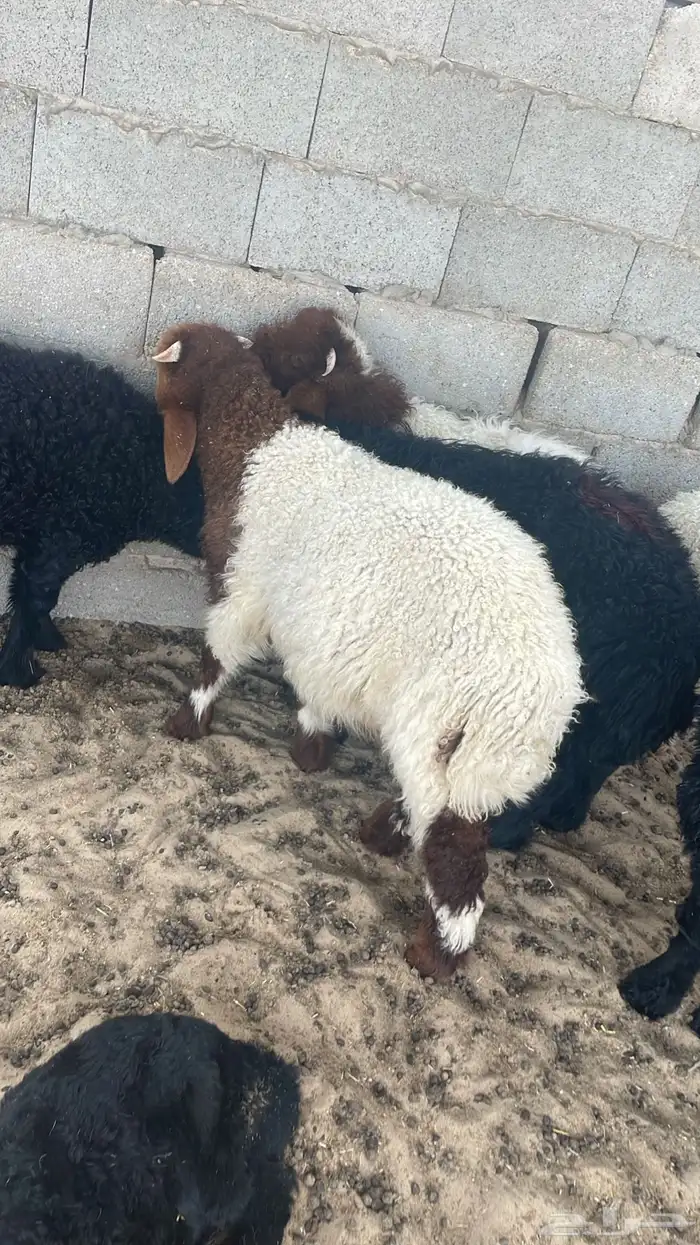 ذبائح نعيمي بلدي وتيوس وحري للبيع للثلاجات والمناسبات 0