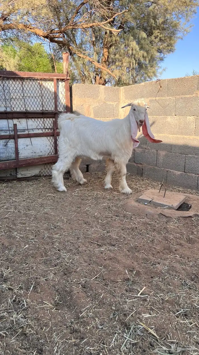تيس عارضي اللون طيب 5