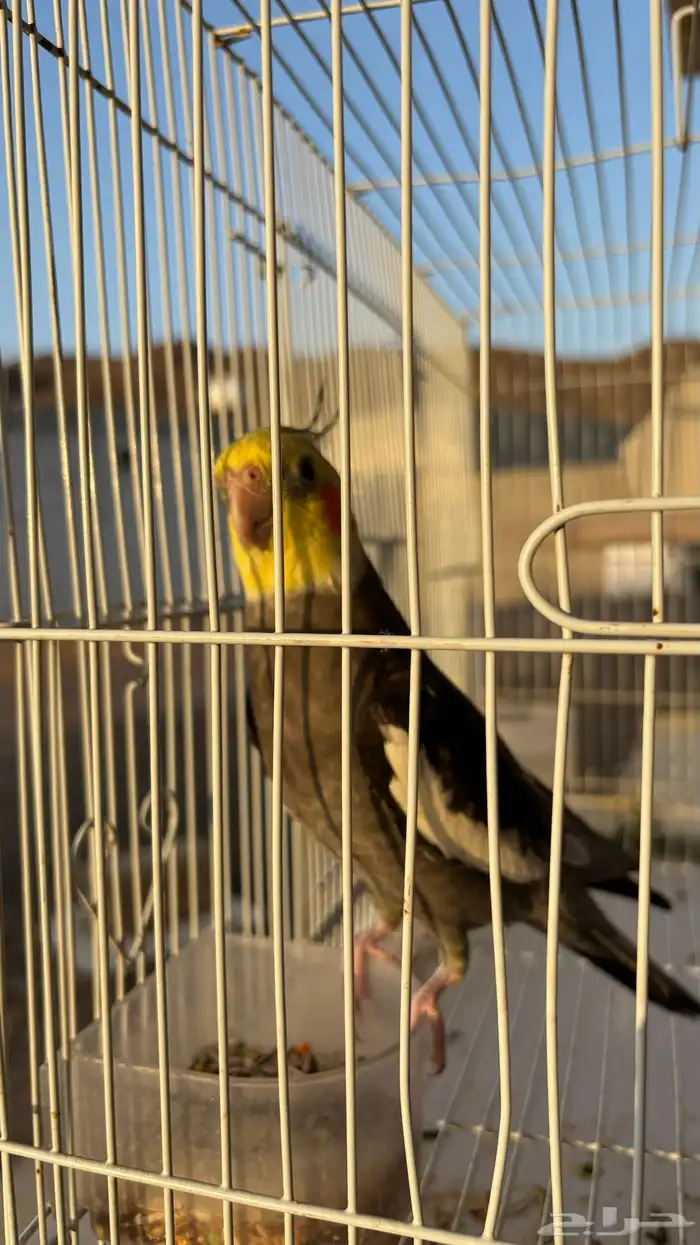 كروان للبيع 1