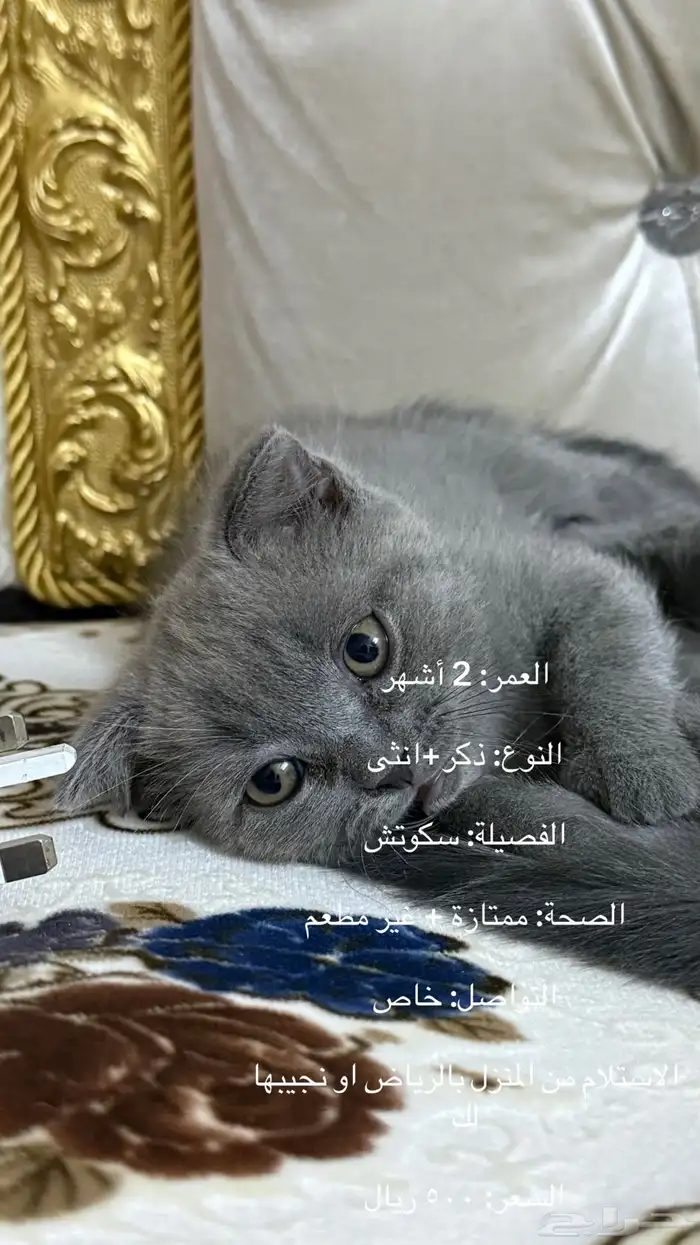 قطط اسكوتش كيوت تلعب معك للبيع 3