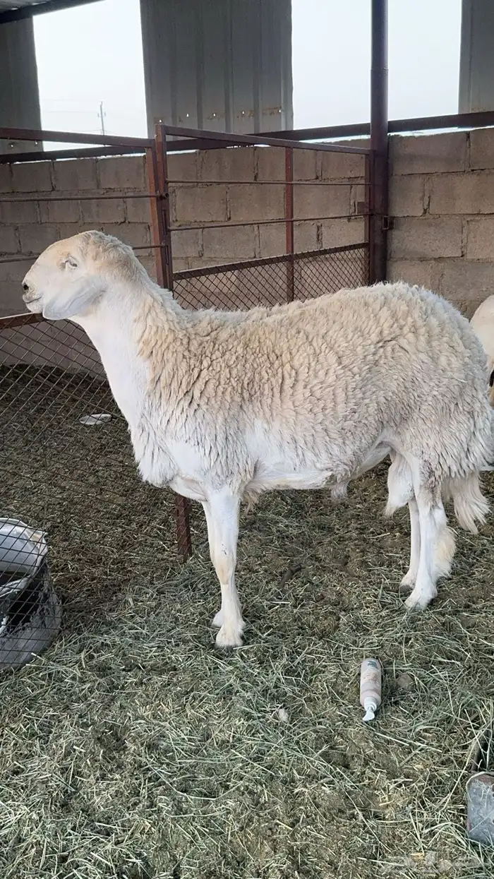 للبيع طلي فحل صنف رباع على جميع الشروط 0