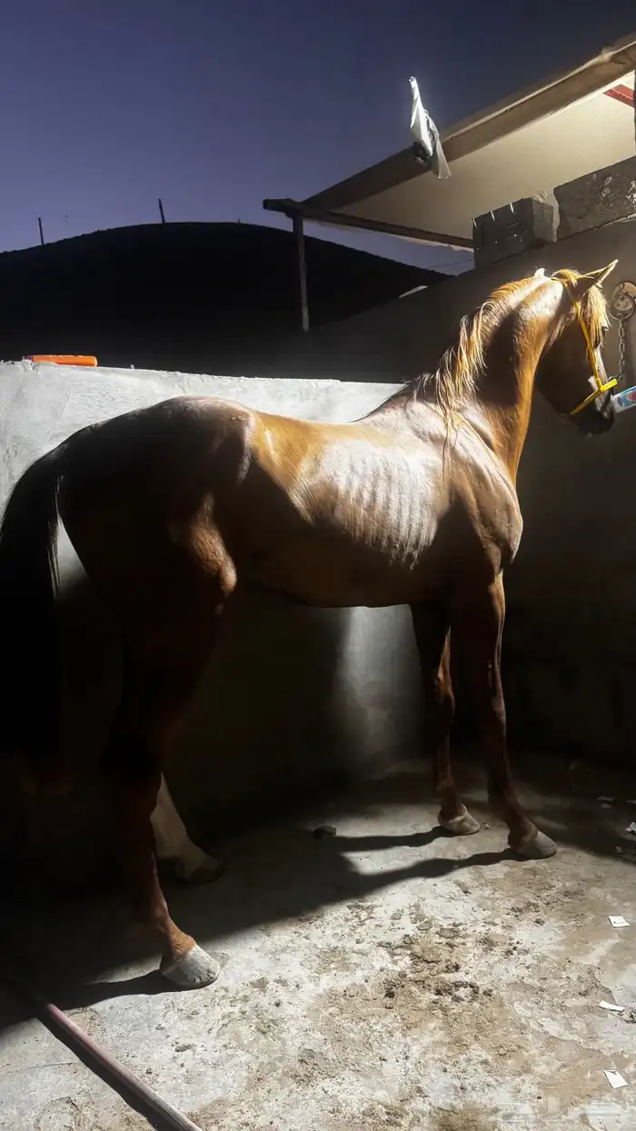 حصان شعبي للبيع 5