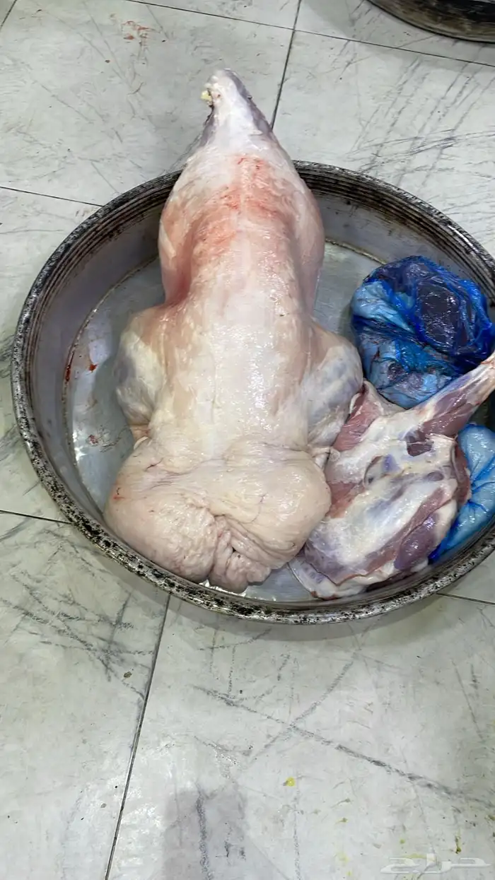 ذبائح نعيمي بلدي وتيوس وحري للبيع للثلاجات والمناسبات 9