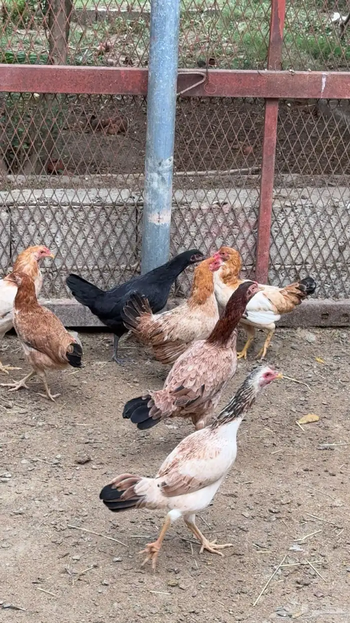 دجاج باكستاني 7
