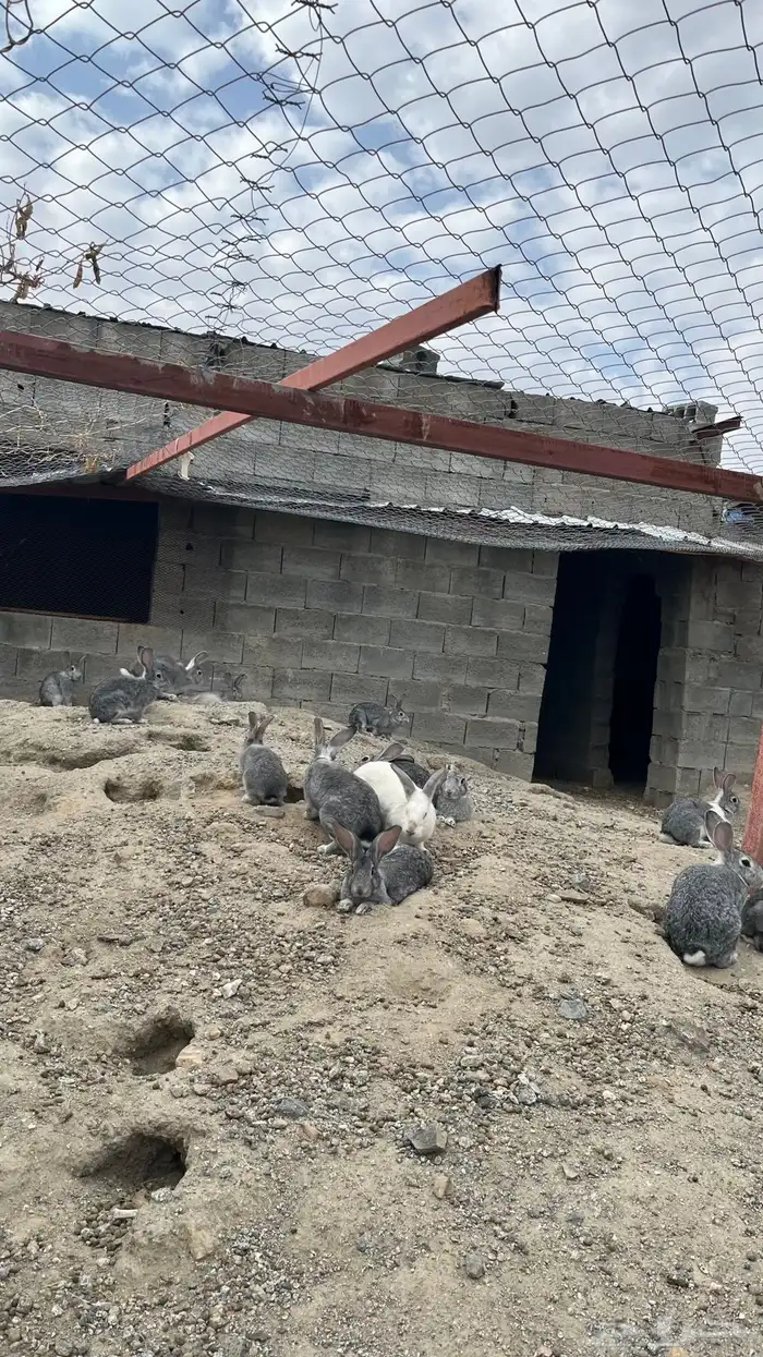 ارنب 0
