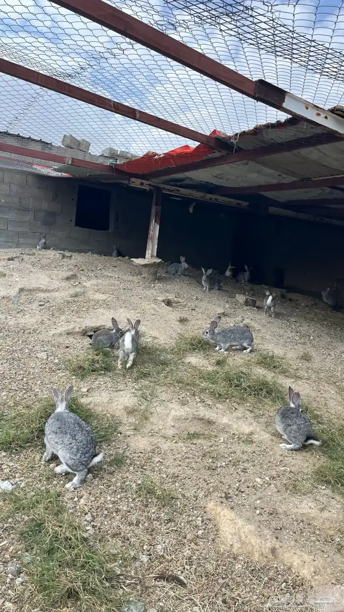 ارنب 5