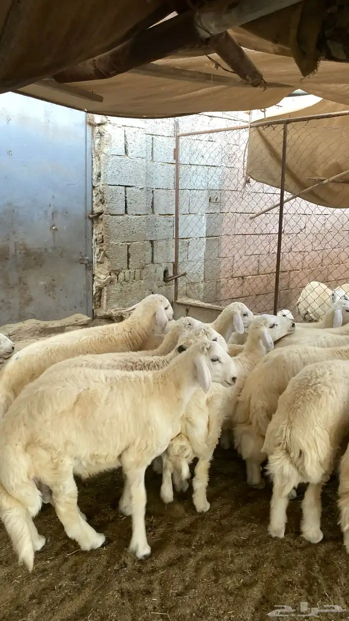 ذبايح طليان ورخال حلال بر ونضيف ويوجد ذبح وتوصيل 0