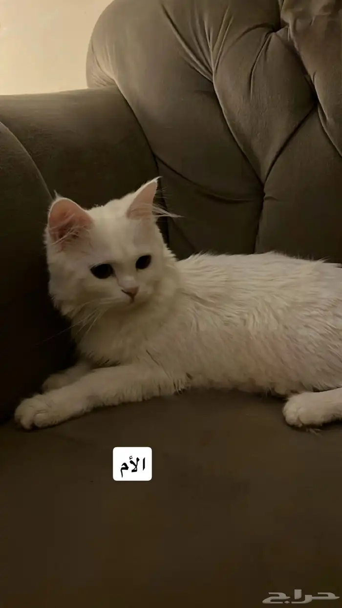 قطط تبني أم و الأب و الأنثى و الذكر 2