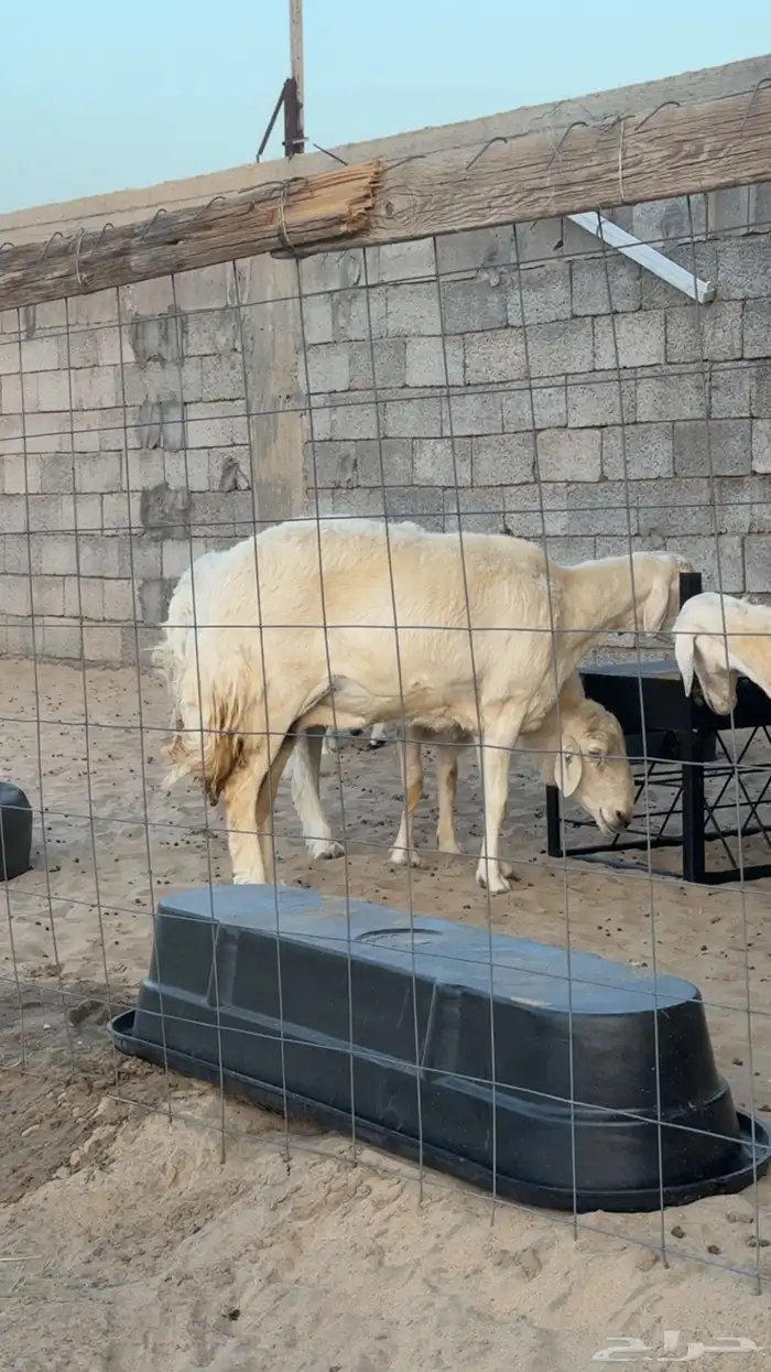 شاه مقنى 2