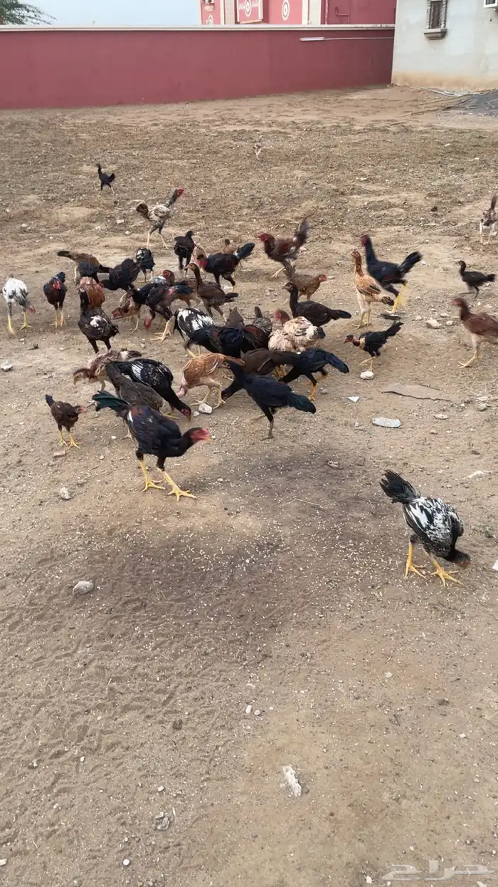 دجاج بكستاني 0