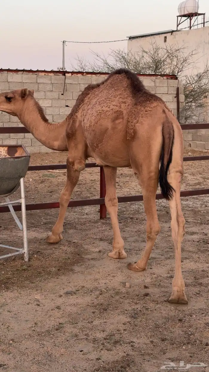 قعود مفرود 1