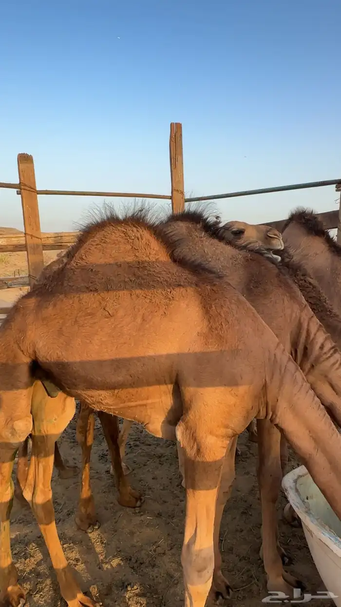 طليان جبره مناسبات وقعدان بلدي مشروطه 8