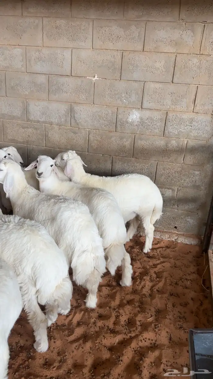 طليان ذبايح حريات 1