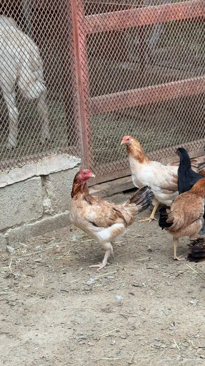 دجاج باكستاني 5