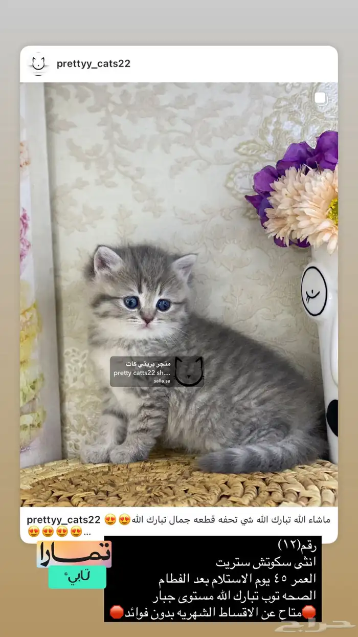 قطط صغيره سكوتش فولد 5