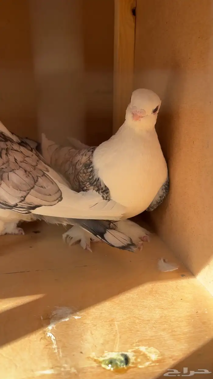 حمام حب الرمان منتج 2