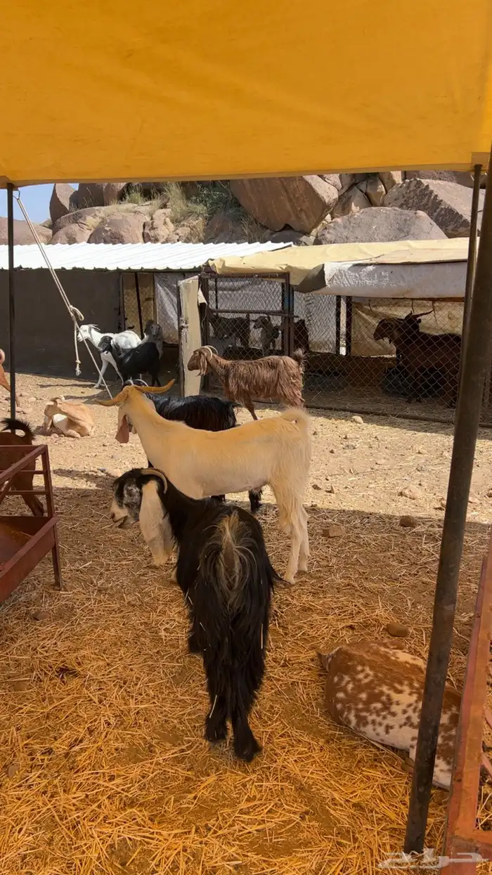 معزاء سرحه مشكله 0