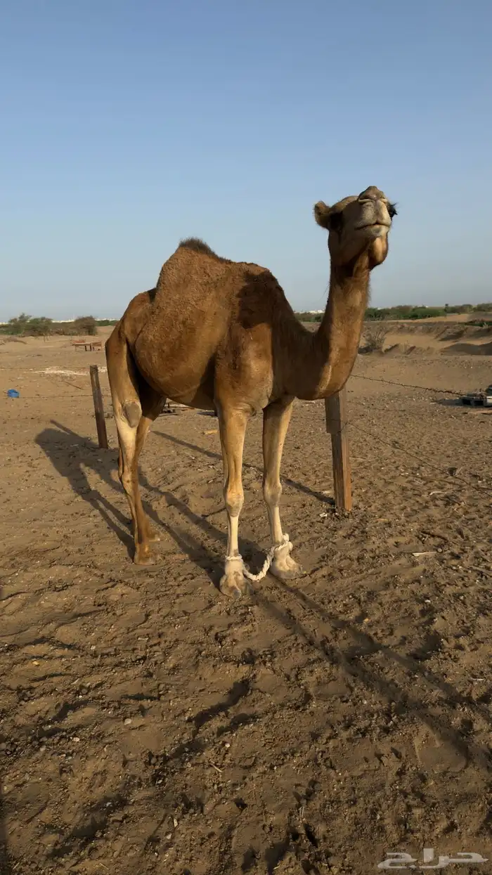 للبيع نياق 1