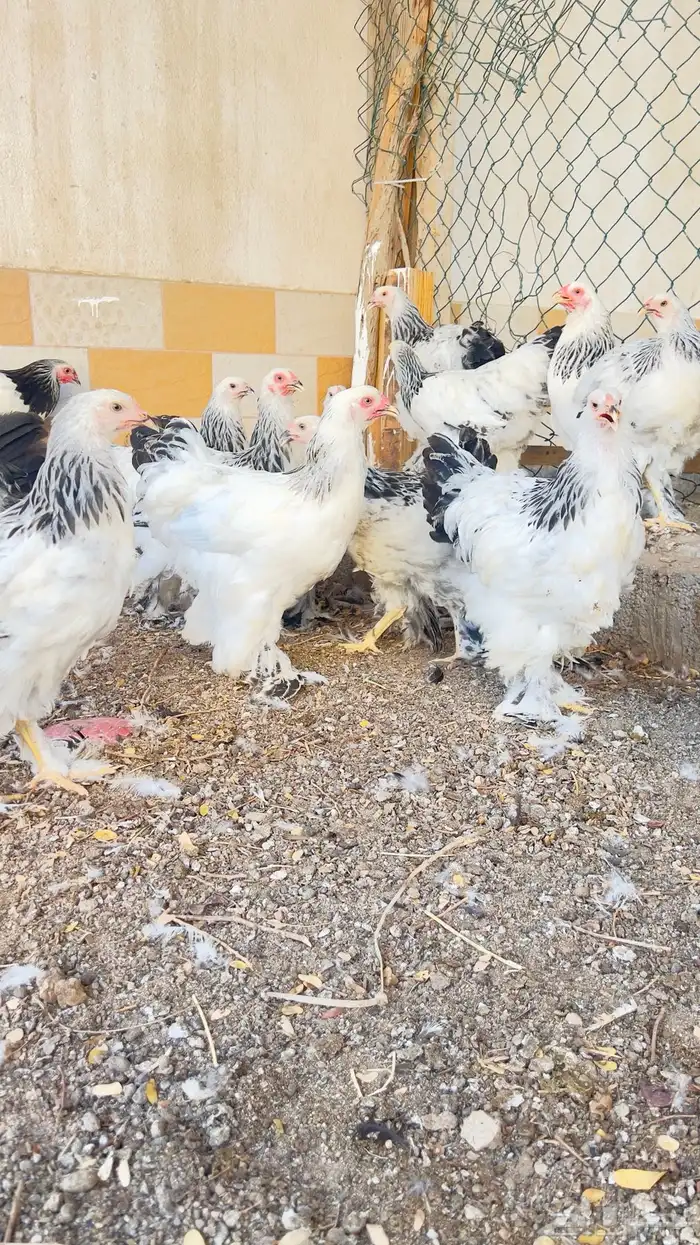 صوص براهما كولومبي فاخر 4