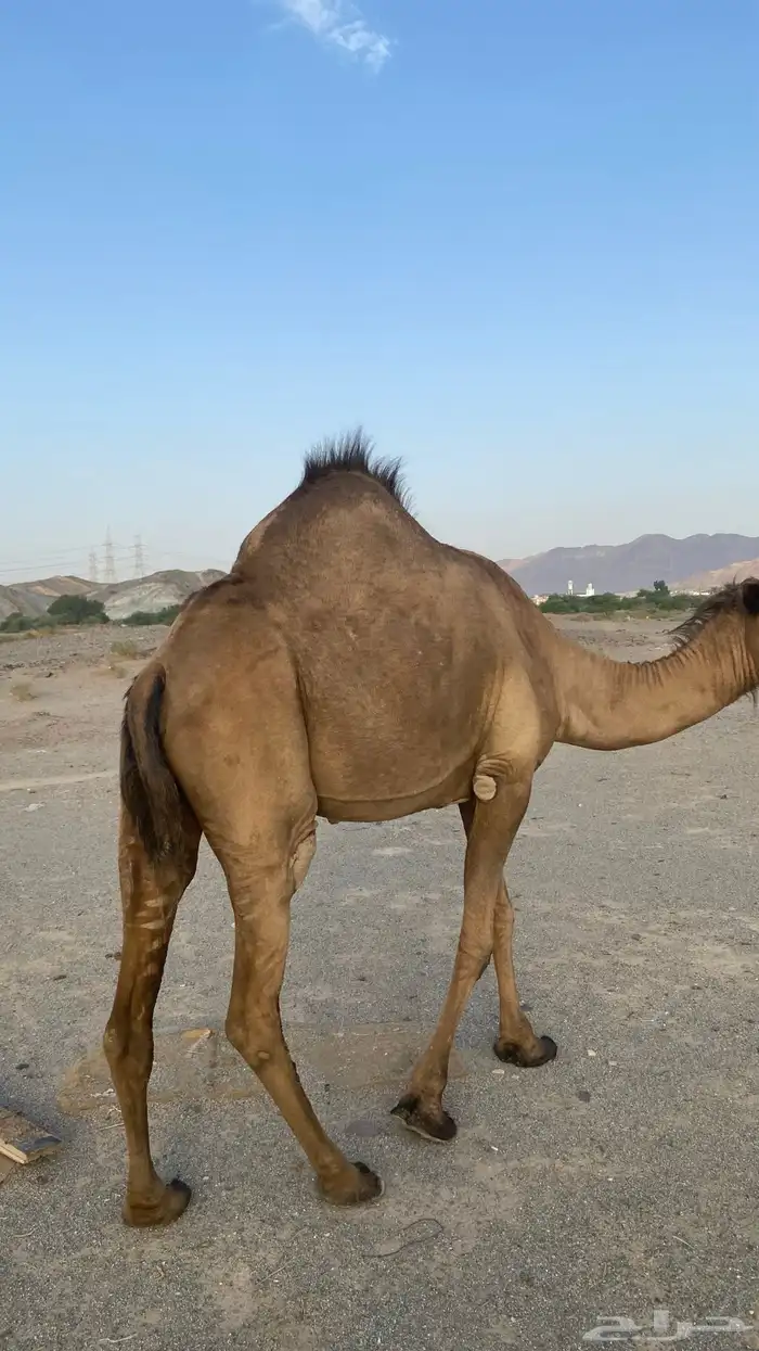 اعرض لكم ناقه لقحه 5