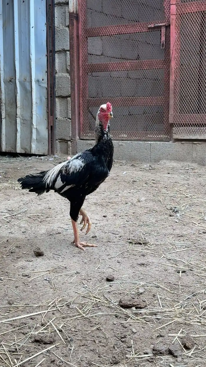 دجاج باكستاني 9