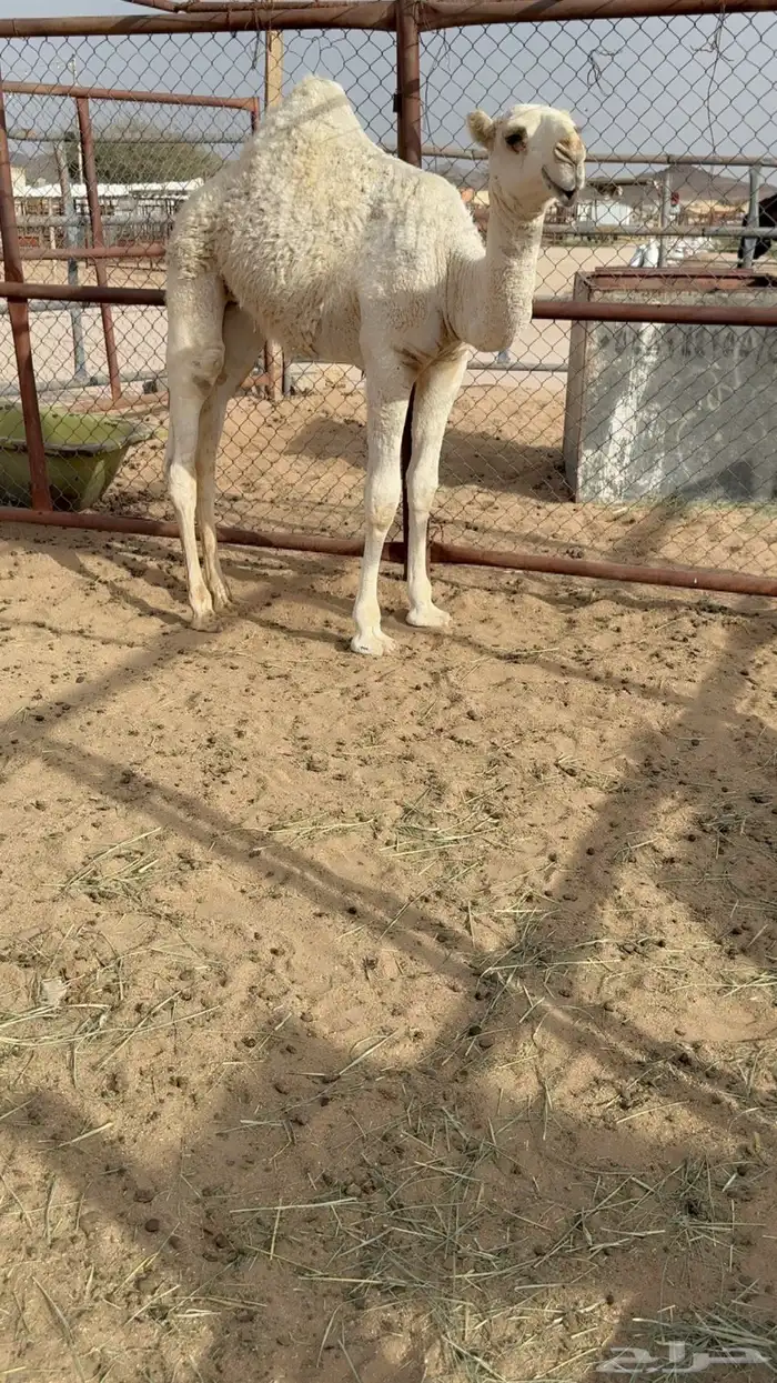 للبيع خلفه وضحاء 4
