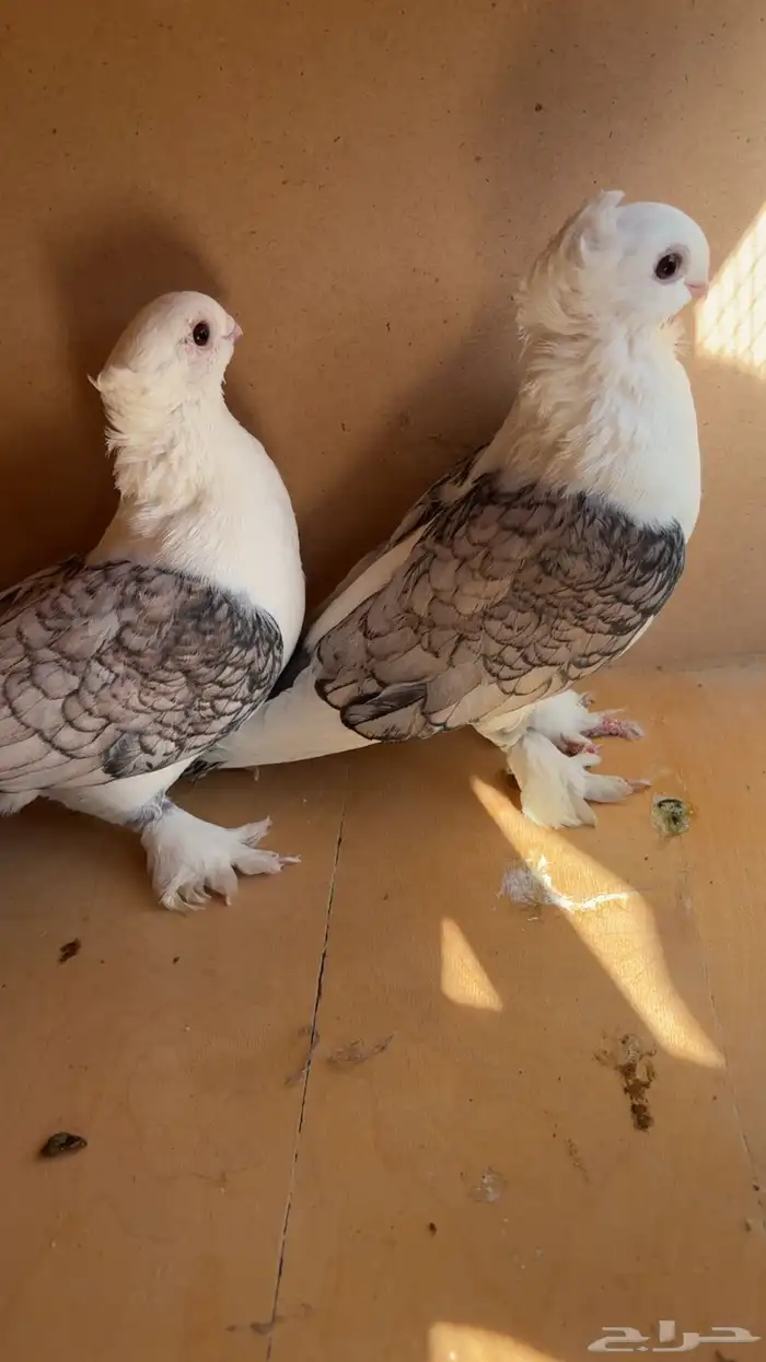 حمام حب الرمان منتج 3