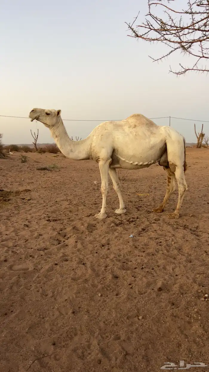 ضريبه وضحا 0
