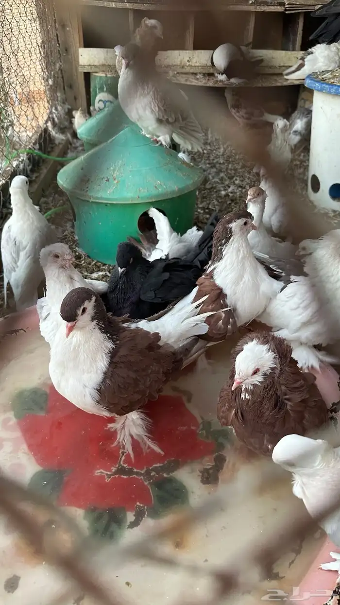 حمام زينه للبيع 0