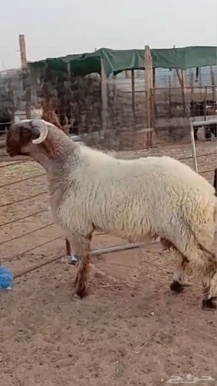 طلي فطمي مشروع فحل 3