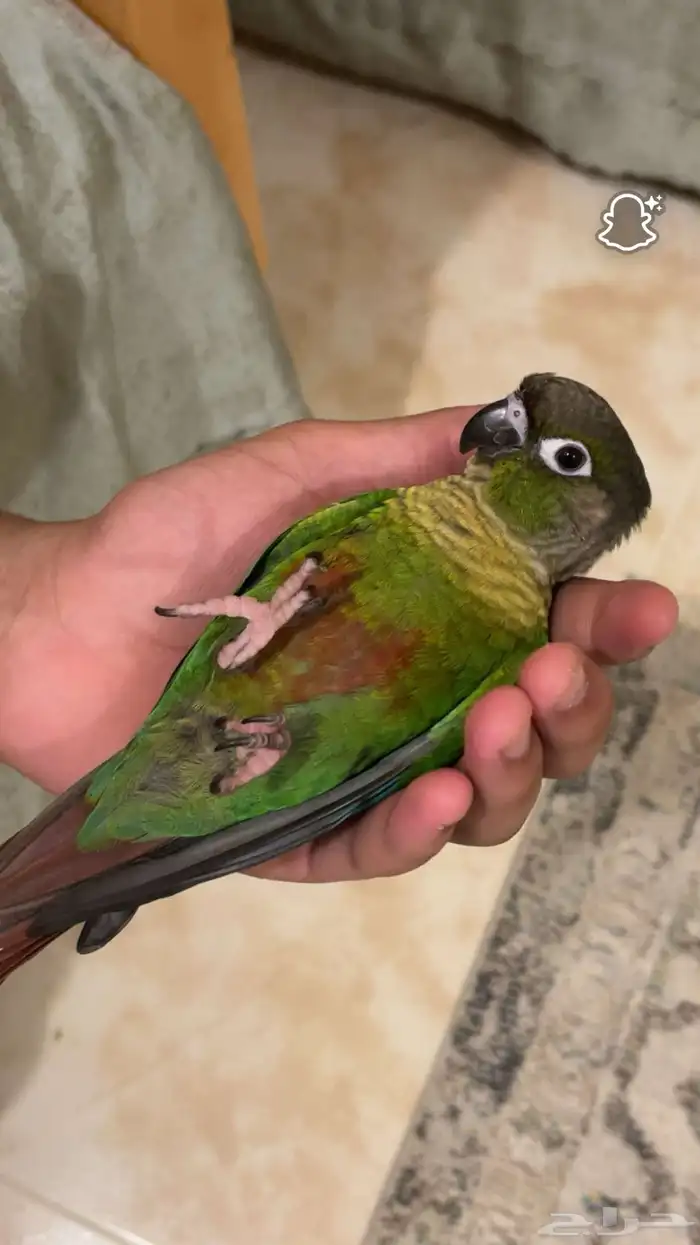 ببغاء الكنيور اليف 0