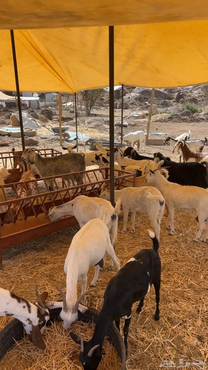معزاء سرحه مشكله 3