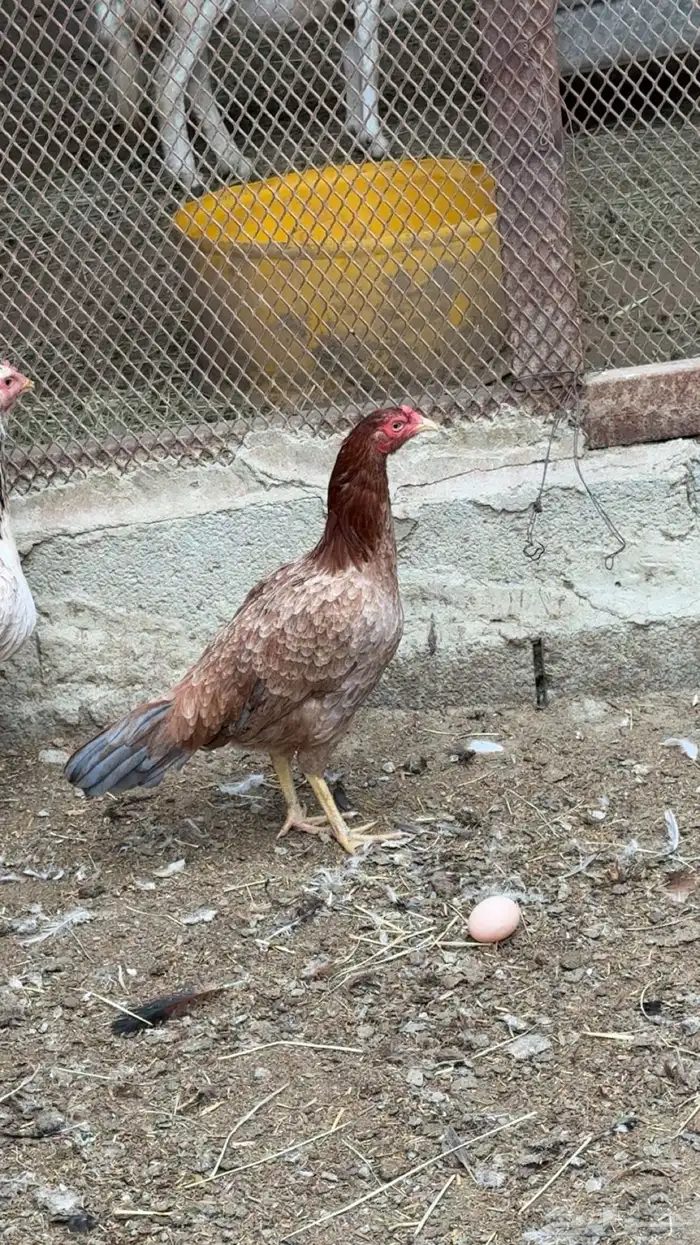دجاج باكستاني 3