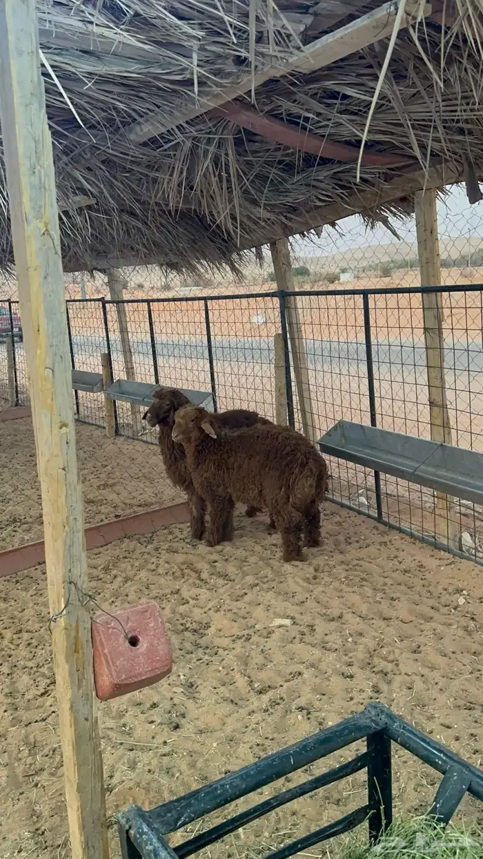 طليان نعيم فل شحم للبيع - يوجد خدمة التقسيط 3