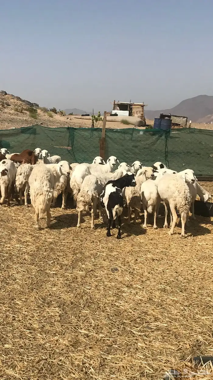 ضان حريه بيع مستعجل 4