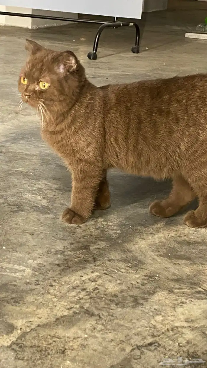 سكوتش فولد 6