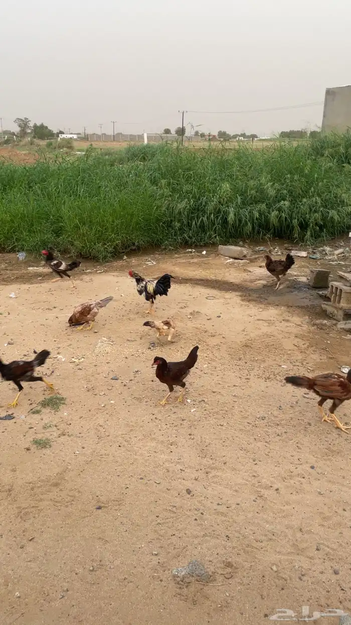 دجاج بكستاني 3